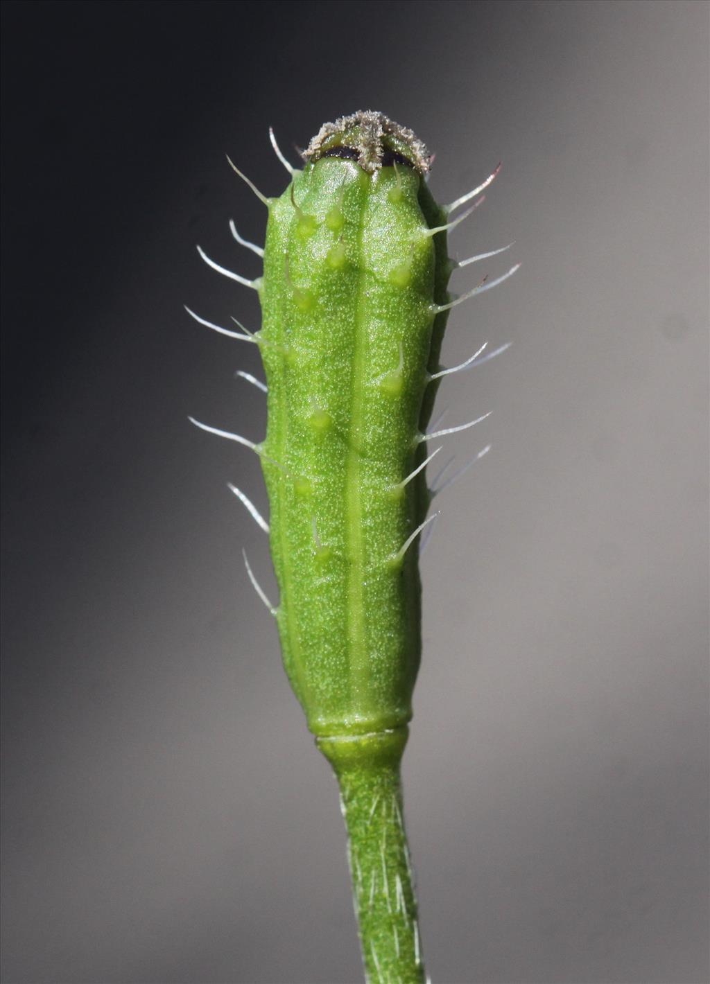 Papaver argemone (door Peter Meininger)