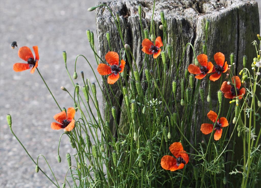 Papaver argemone (door Peter Meininger)