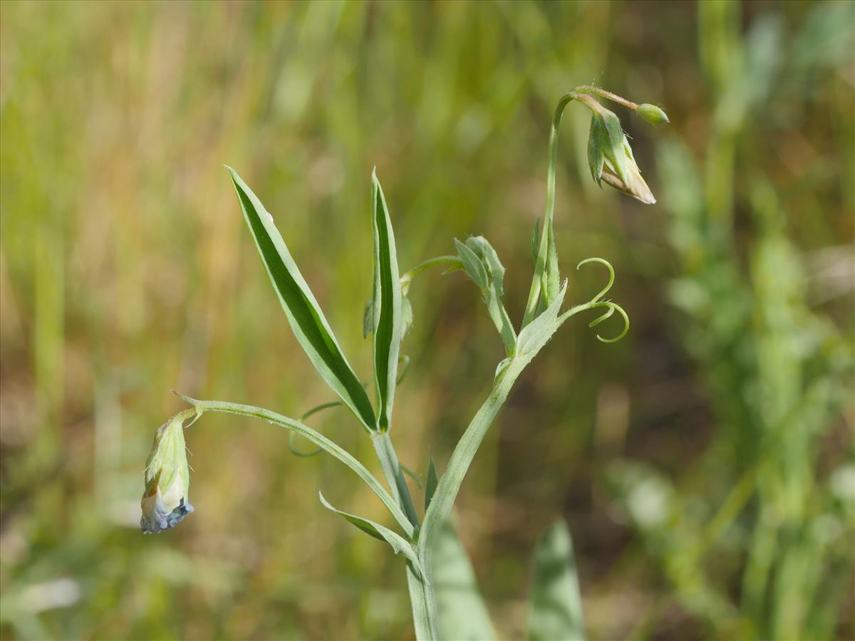 Lathyrus hirsutus (door Fred Severin)