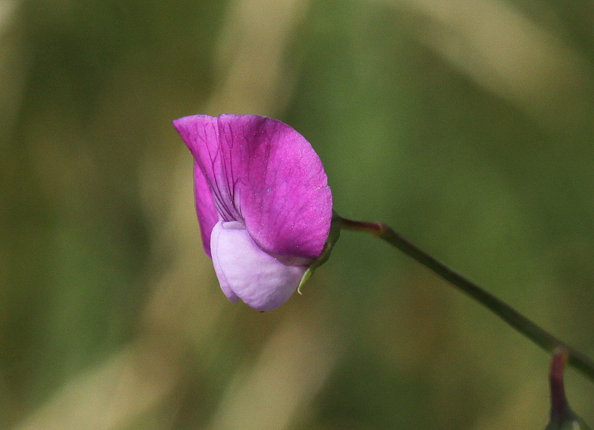 Lathyrus hirsutus (door Peter Meininger)