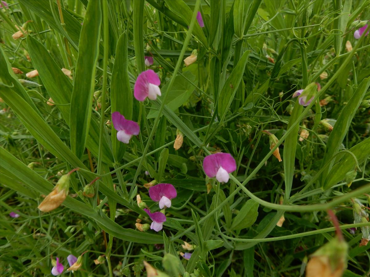 Lathyrus hirsutus (door Peter Meininger)