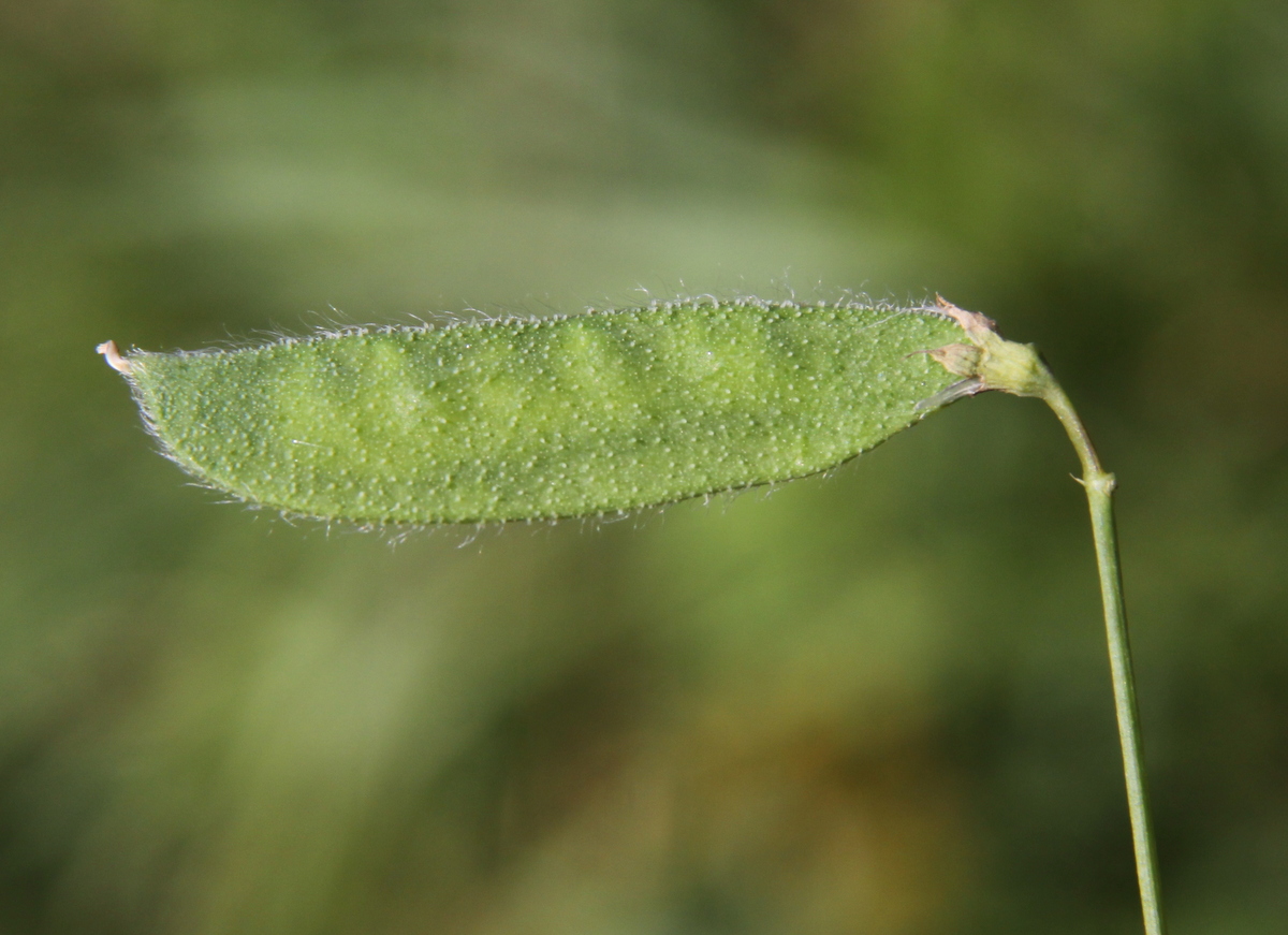 Lathyrus hirsutus (door Peter Meininger)