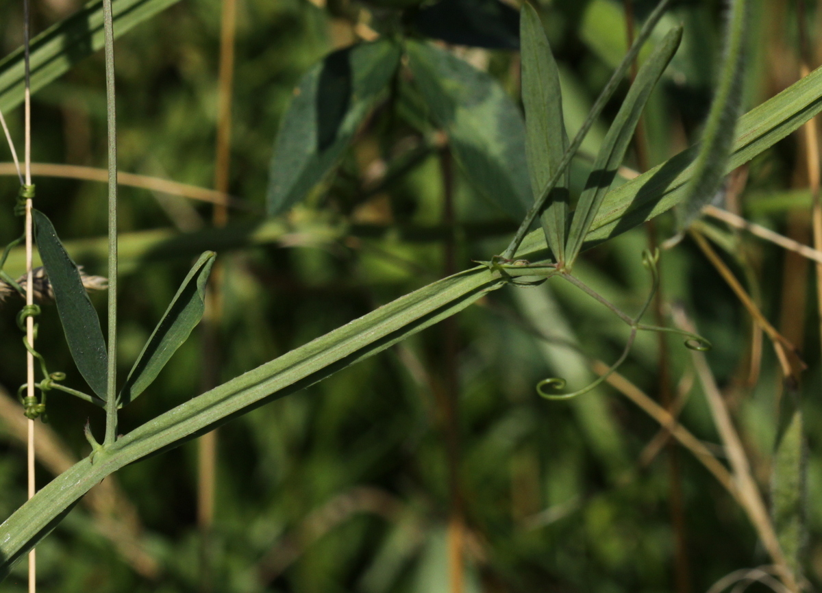 Lathyrus hirsutus (door Peter Meininger)