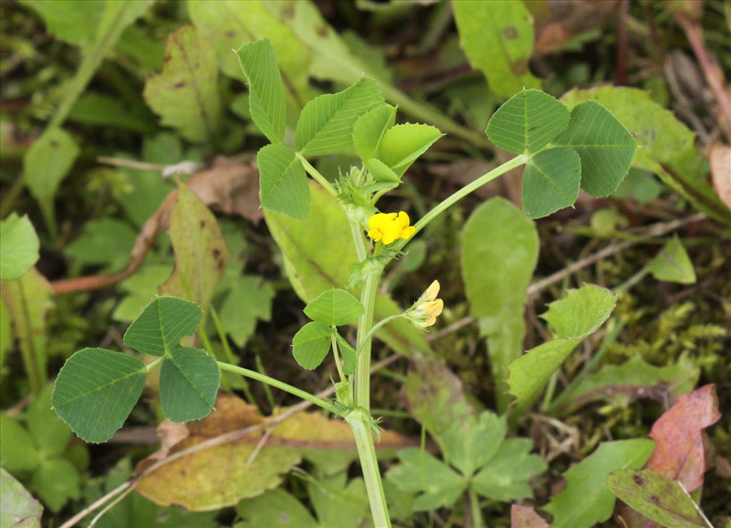 Medicago polymorpha (door Peter Meininger)