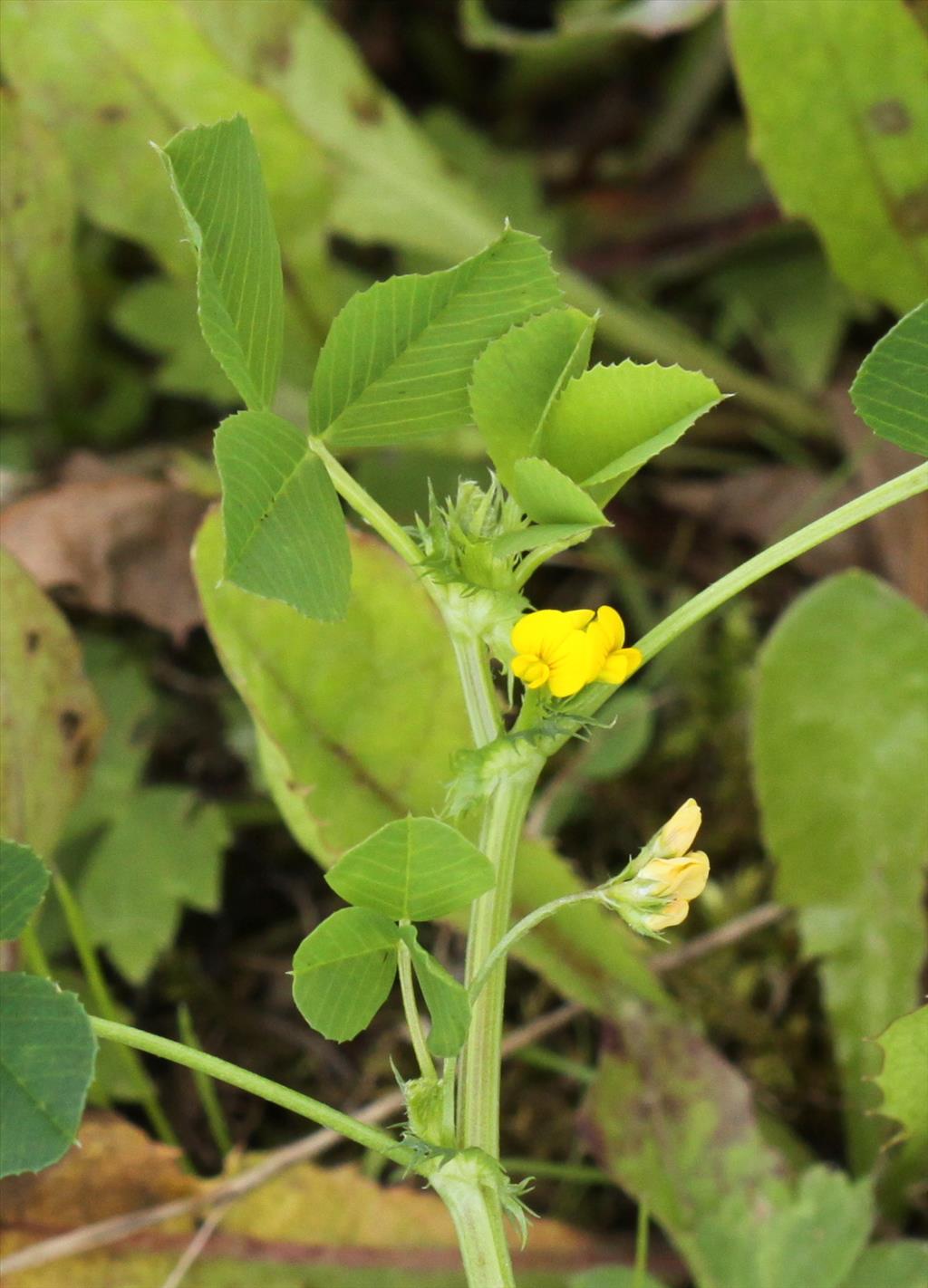 Medicago polymorpha (door Peter Meininger)