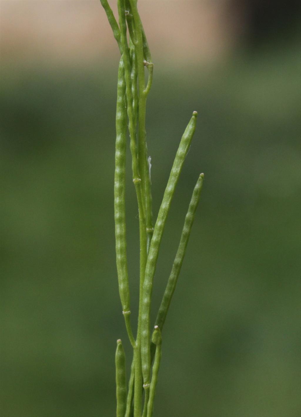 Arabis hirsuta subsp. hirsuta (door Peter Meininger)