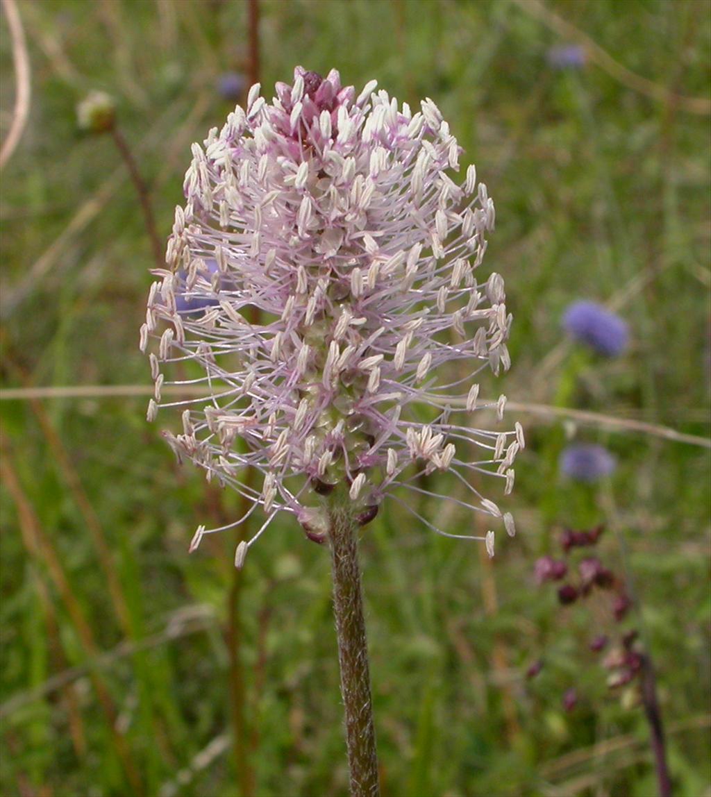 Plantago media (door Peter Meininger)