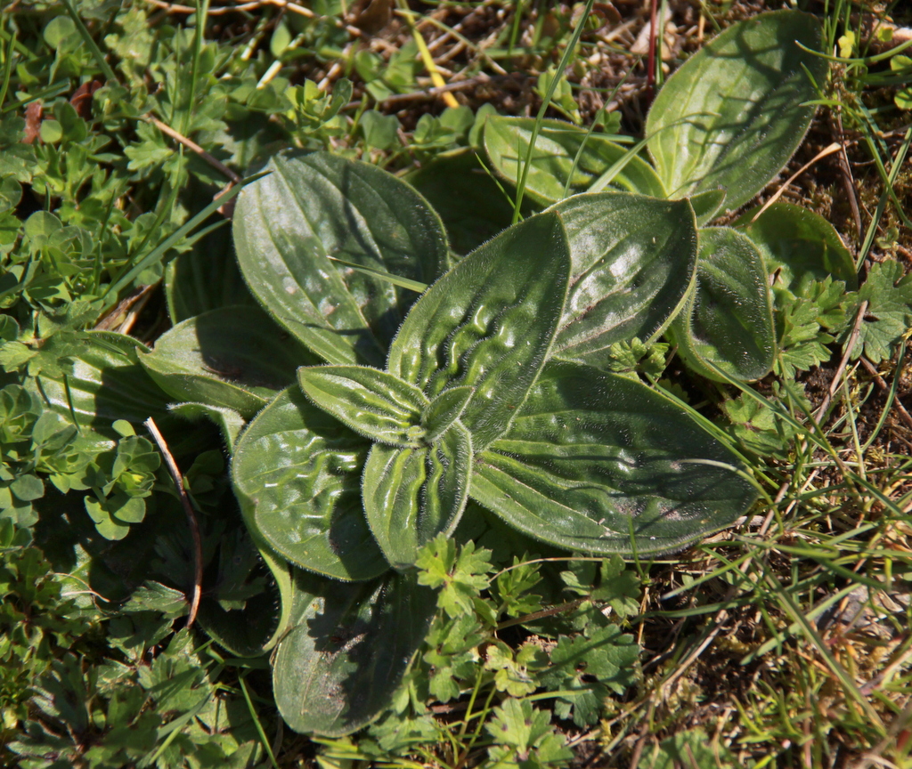 Plantago media (door Peter Meininger)