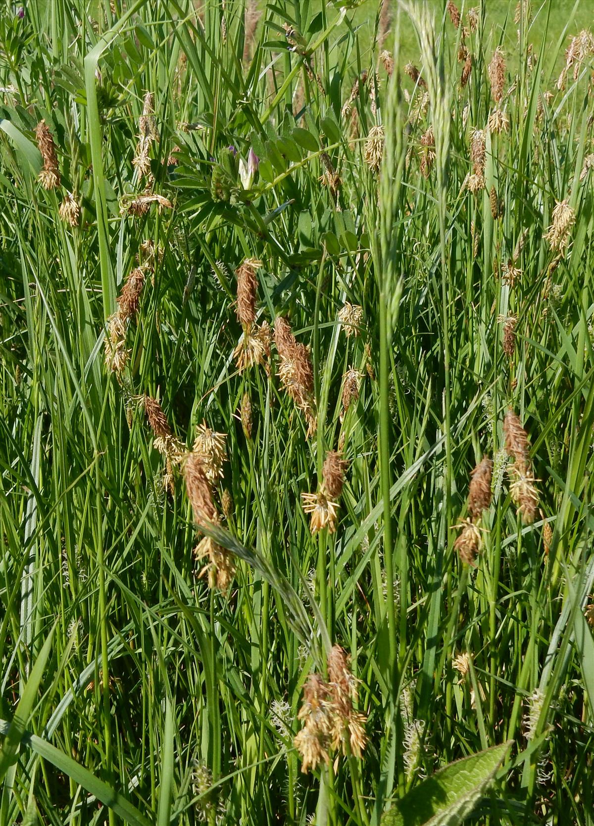 Carex hirta (door Peter Meininger)