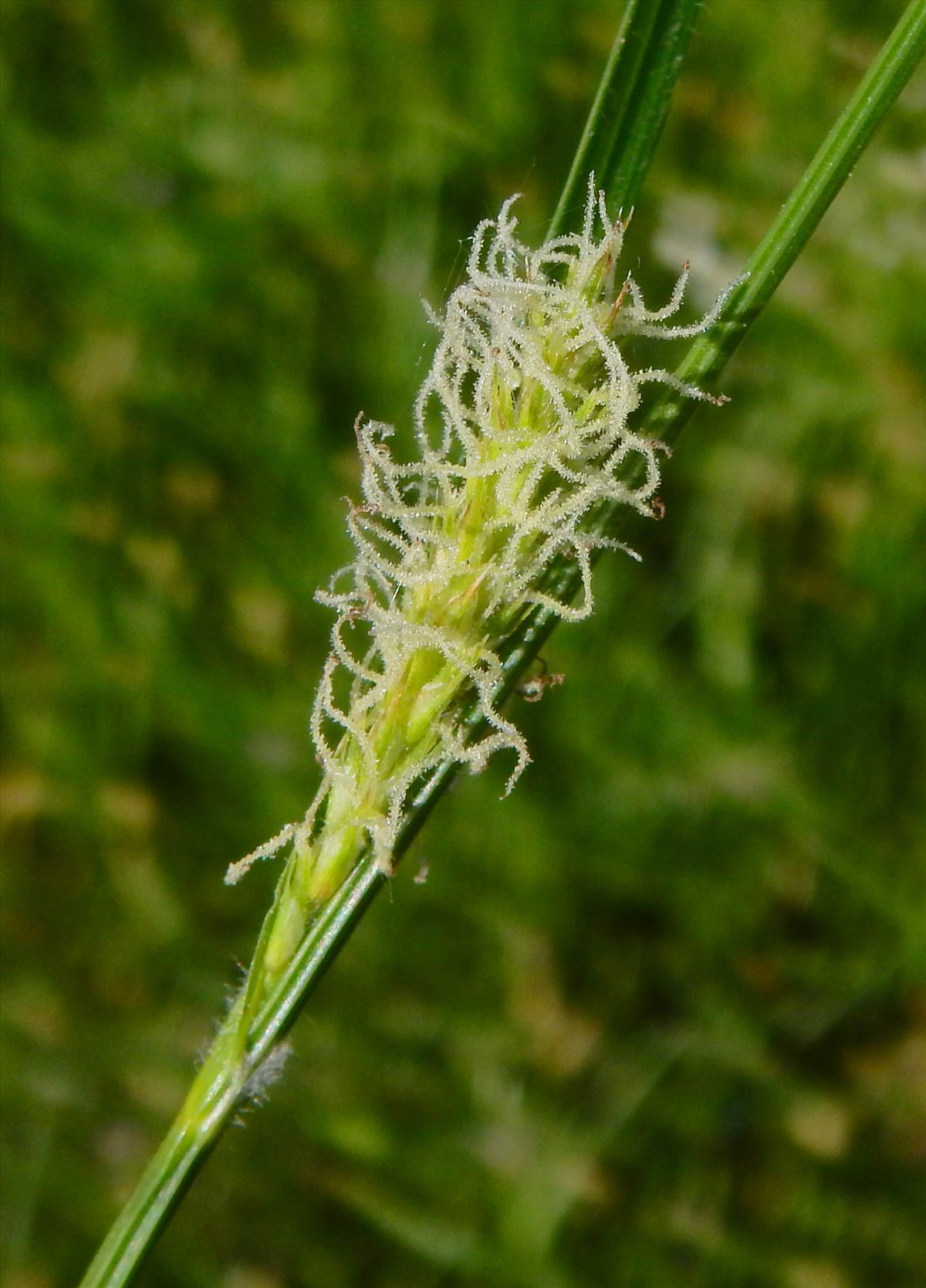 Carex hirta (door Peter Meininger)