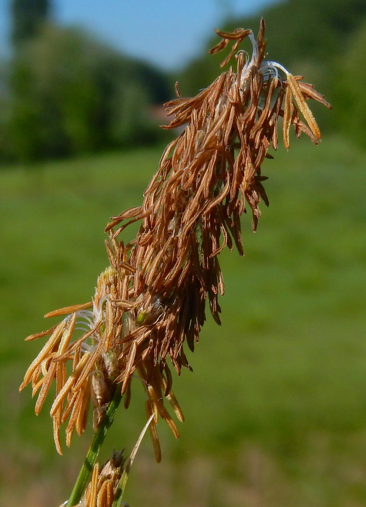 Carex hirta (door Peter Meininger)