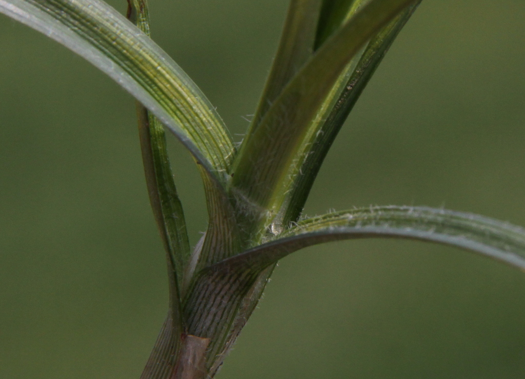 Carex hirta (door Peter Meininger)