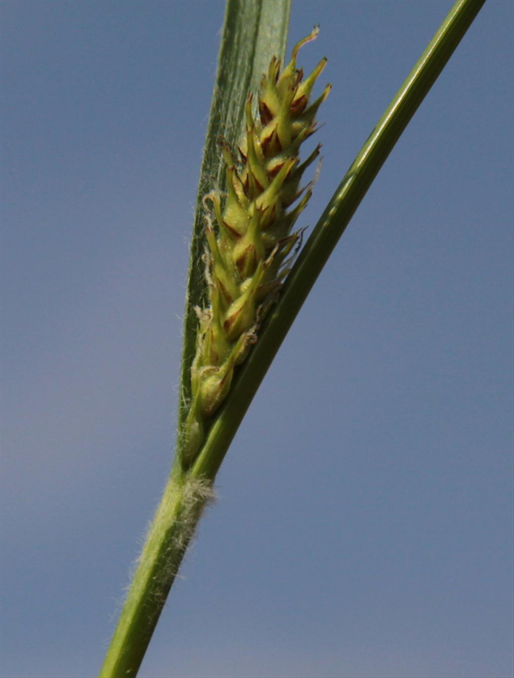 Carex hirta (door Peter Meininger)