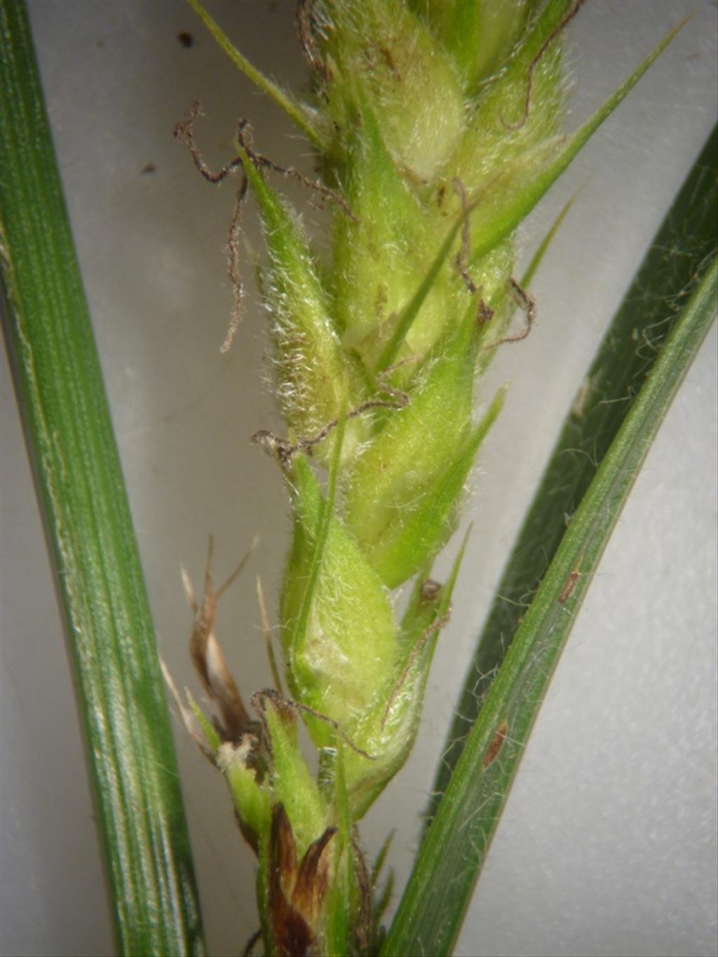 Carex hirta (door Cor Nonhof)