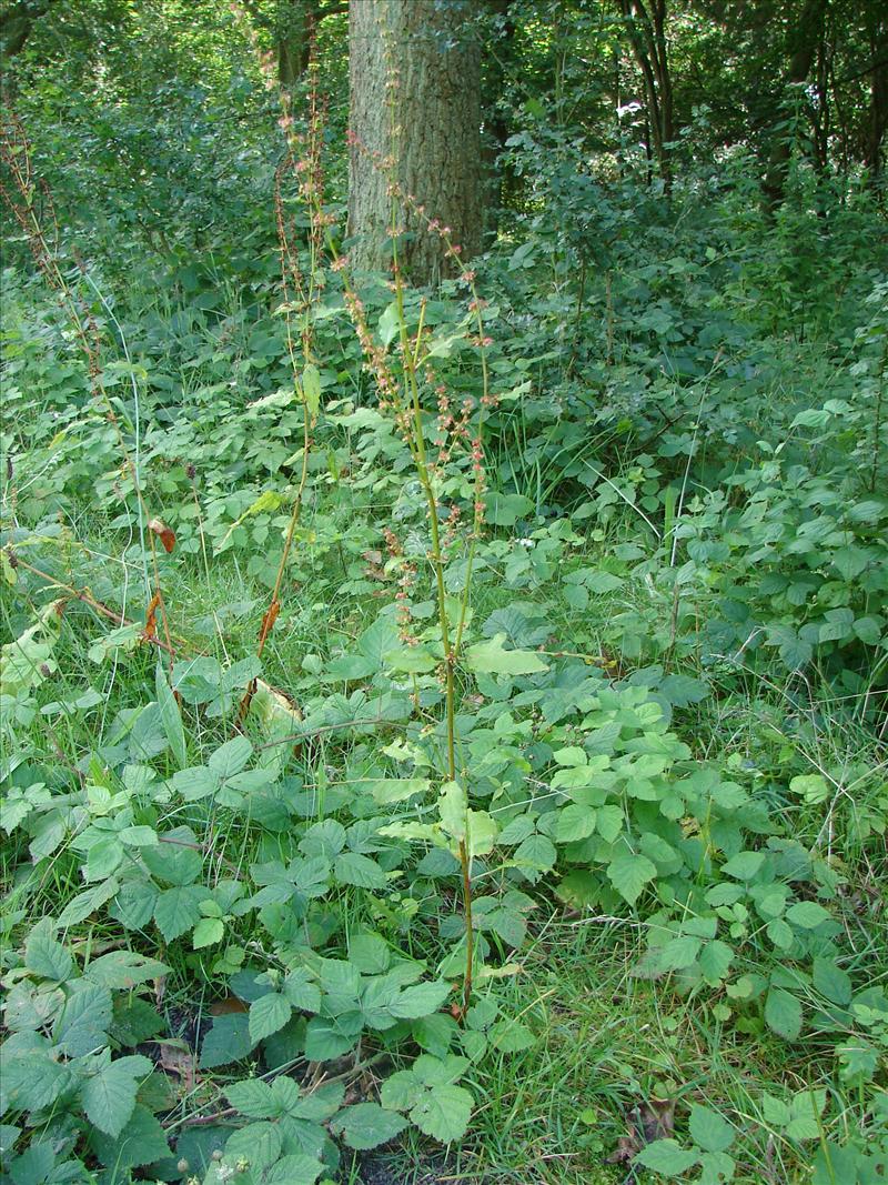 Rumex sanguineus (door Adrie van Heerden)