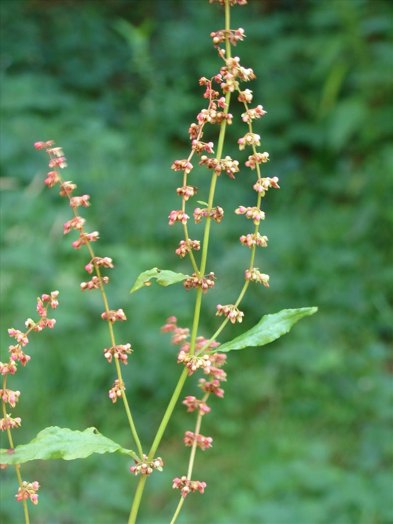 Rumex sanguineus (door Adrie van Heerden)