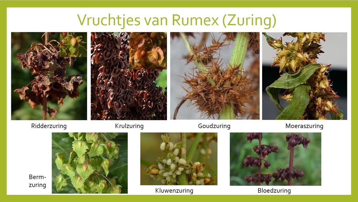 Rumex (door Hanneke Waller)