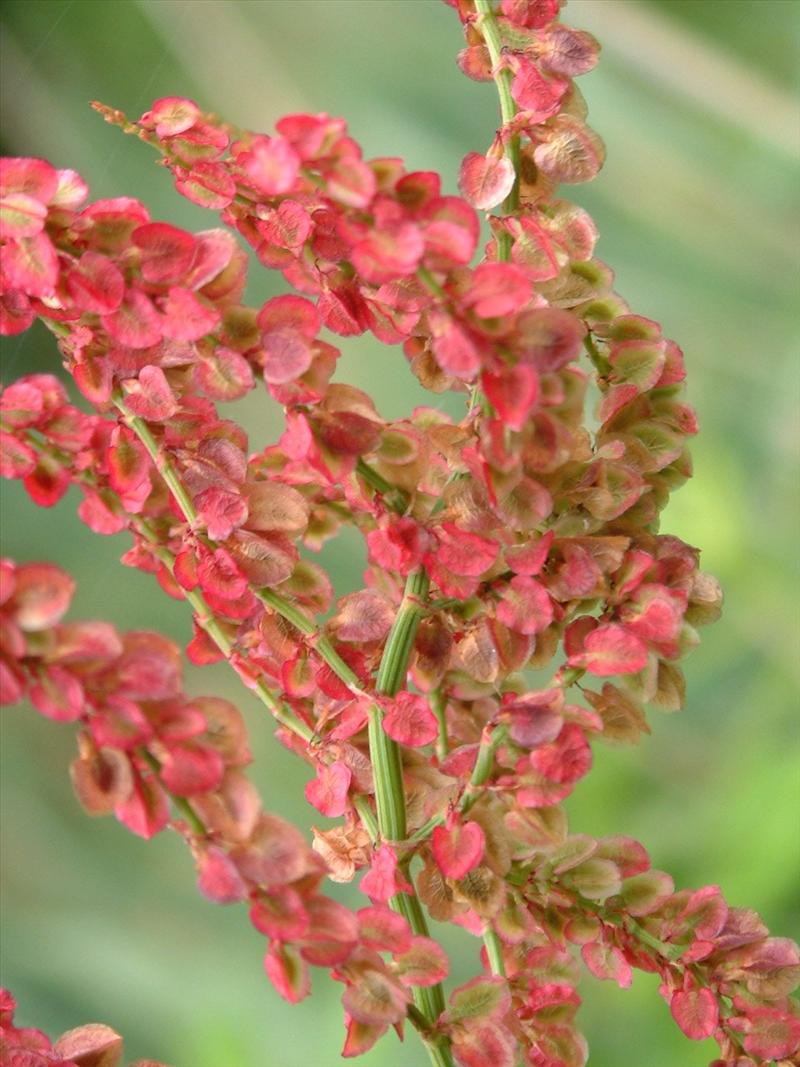 Rumex acetosa (door Adrie van Heerden)