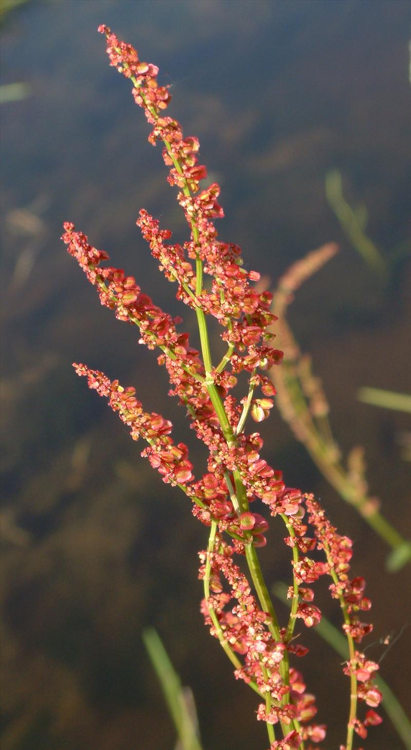 Rumex acetosa (door Adrie van Heerden)