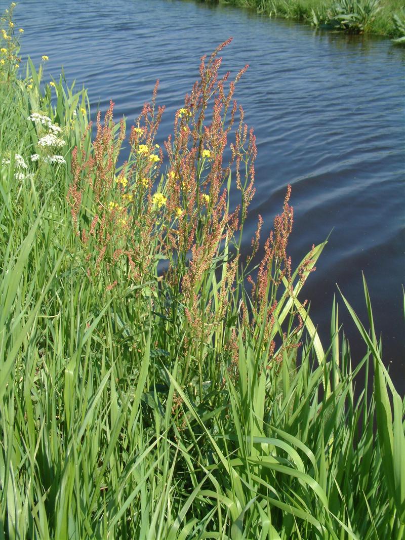 Rumex acetosa (door Adrie van Heerden)