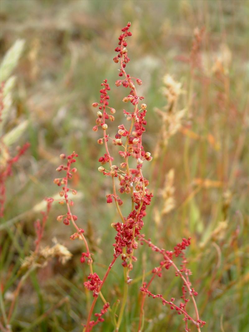 Rumex acetosella (door Adrie van Heerden)