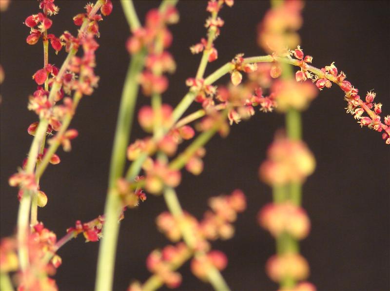 Rumex acetosella (door Adrie van Heerden)