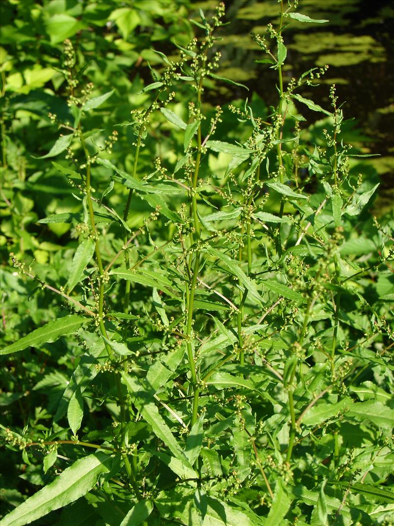 Rumex conglomeratus (door Adrie van Heerden)