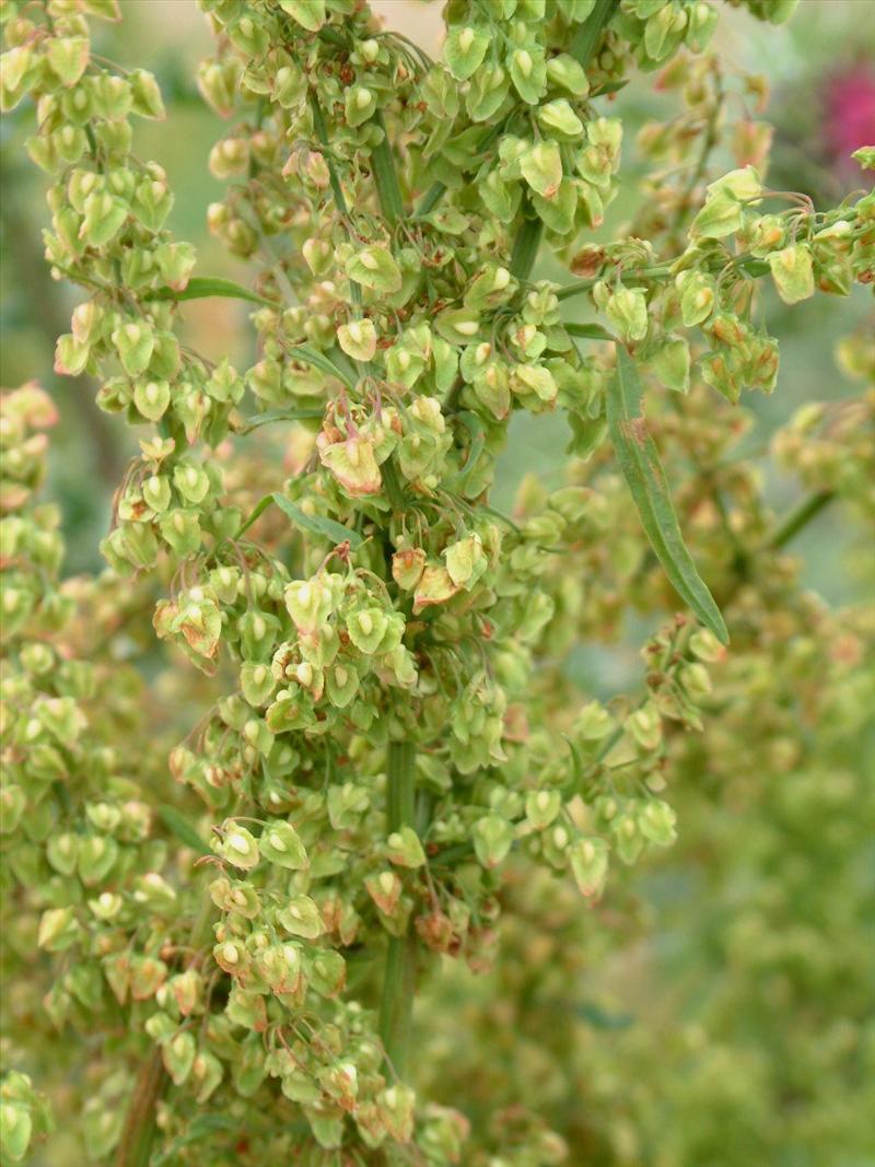 Rumex crispus (door Adrie van Heerden)