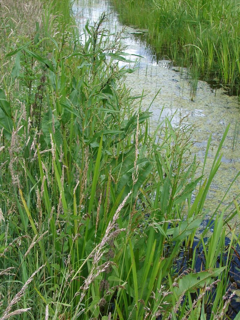 Rumex hydrolapathum (door Adrie van Heerden)