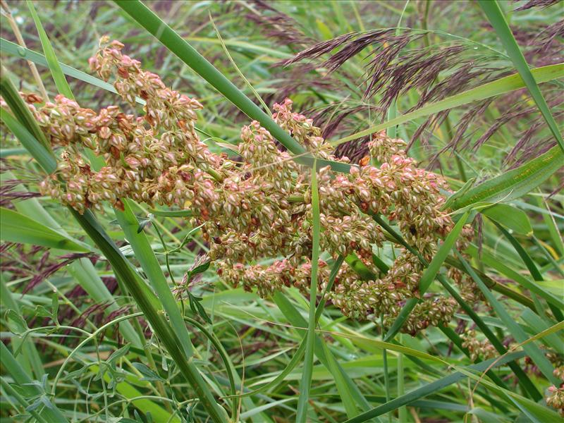 Rumex hydrolapathum (door Adrie van Heerden)