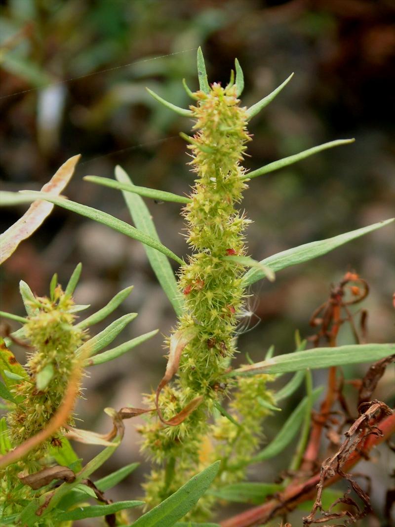 Rumex maritimus (door Adrie van Heerden)