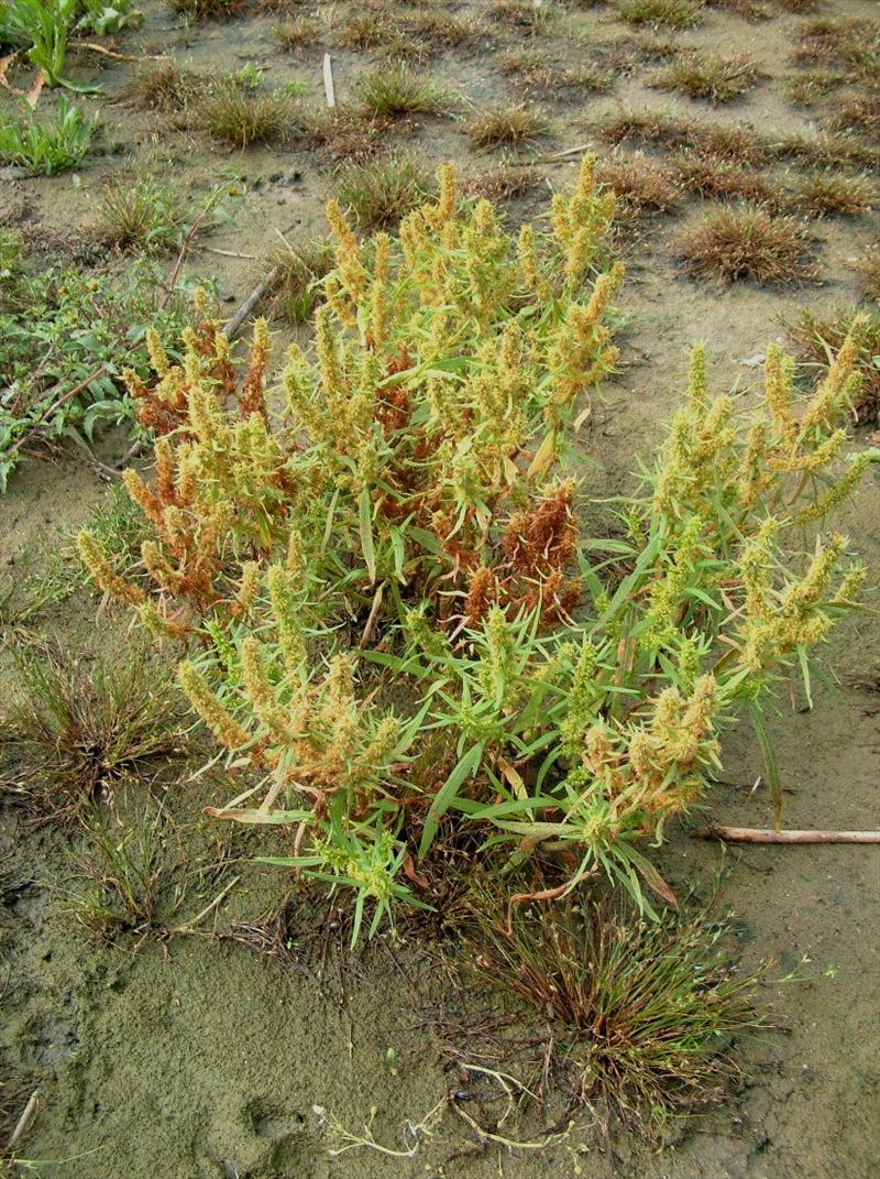 Rumex maritimus (door Adrie van Heerden)