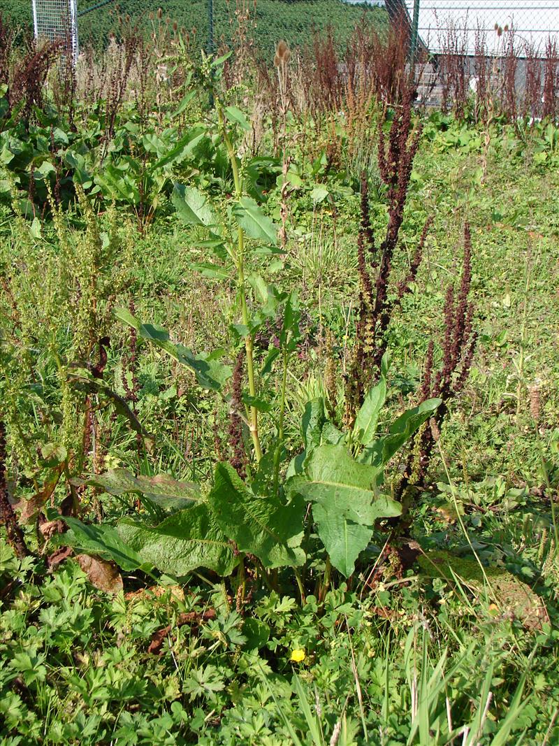 Rumex obtusifolius (door Adrie van Heerden)