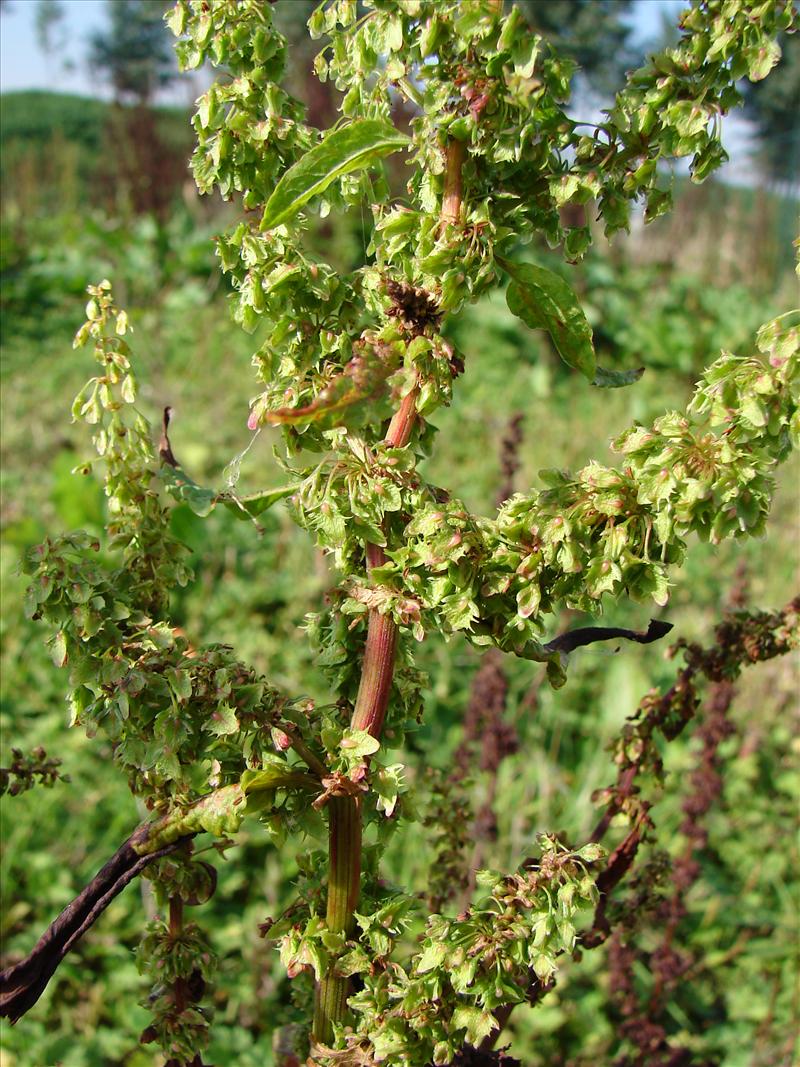 Rumex obtusifolius (door Adrie van Heerden)