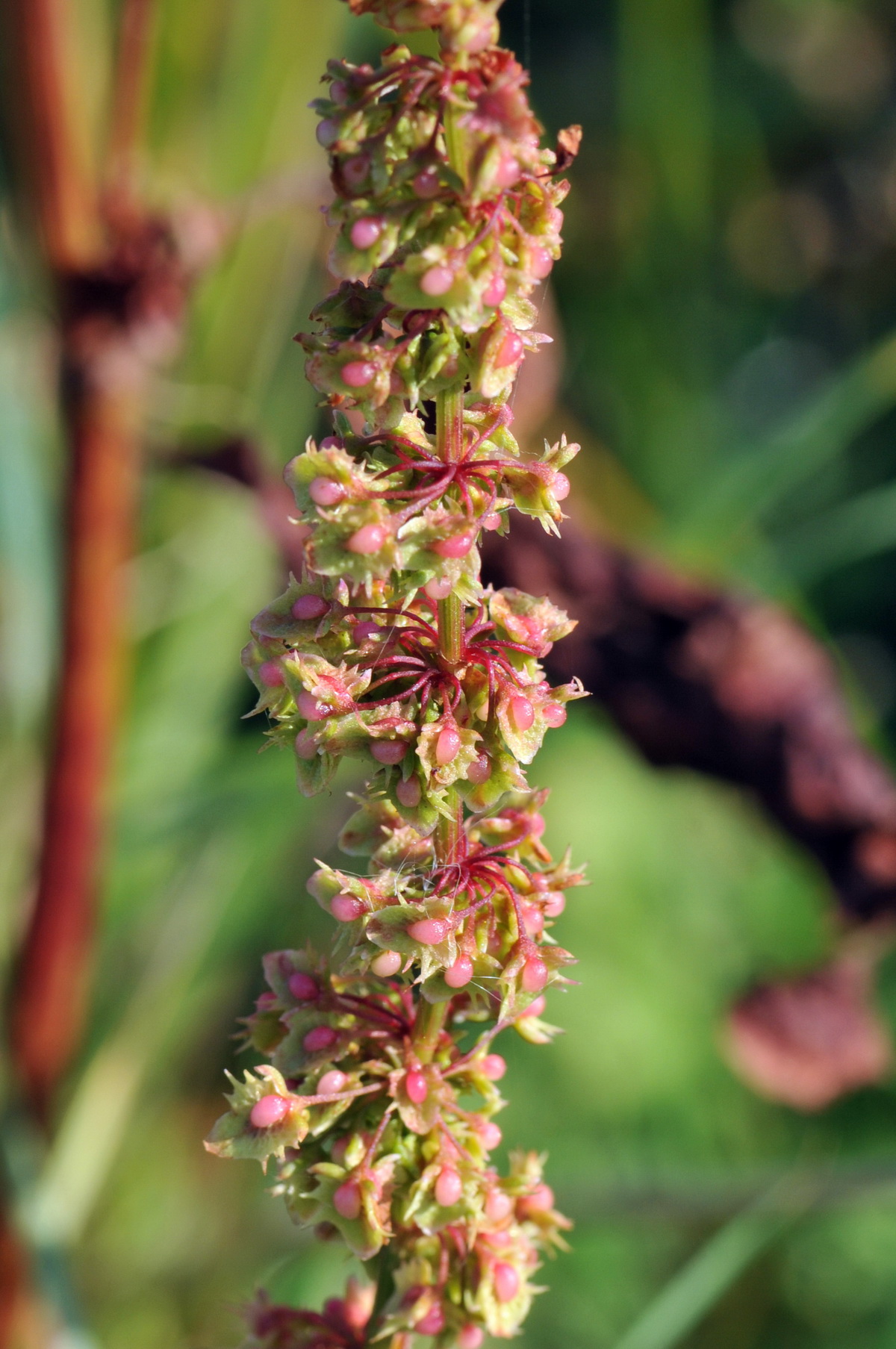 Rumex obtusifolius (door Hans Toetenel)