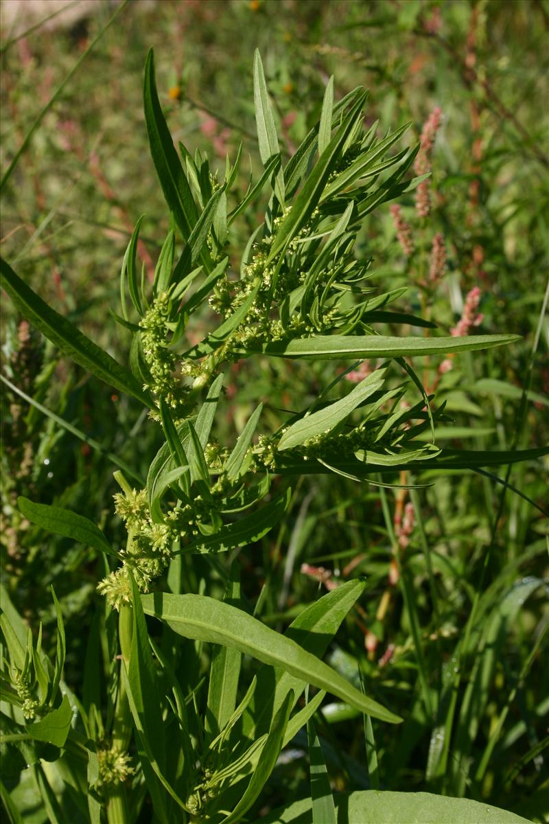 Rumex palustris (door Niels Jeurink)