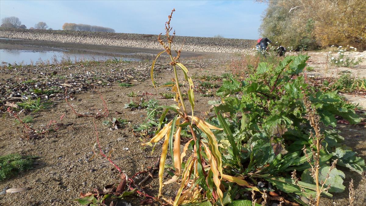 Rumex triangulivalvis (door Stef van Walsum)