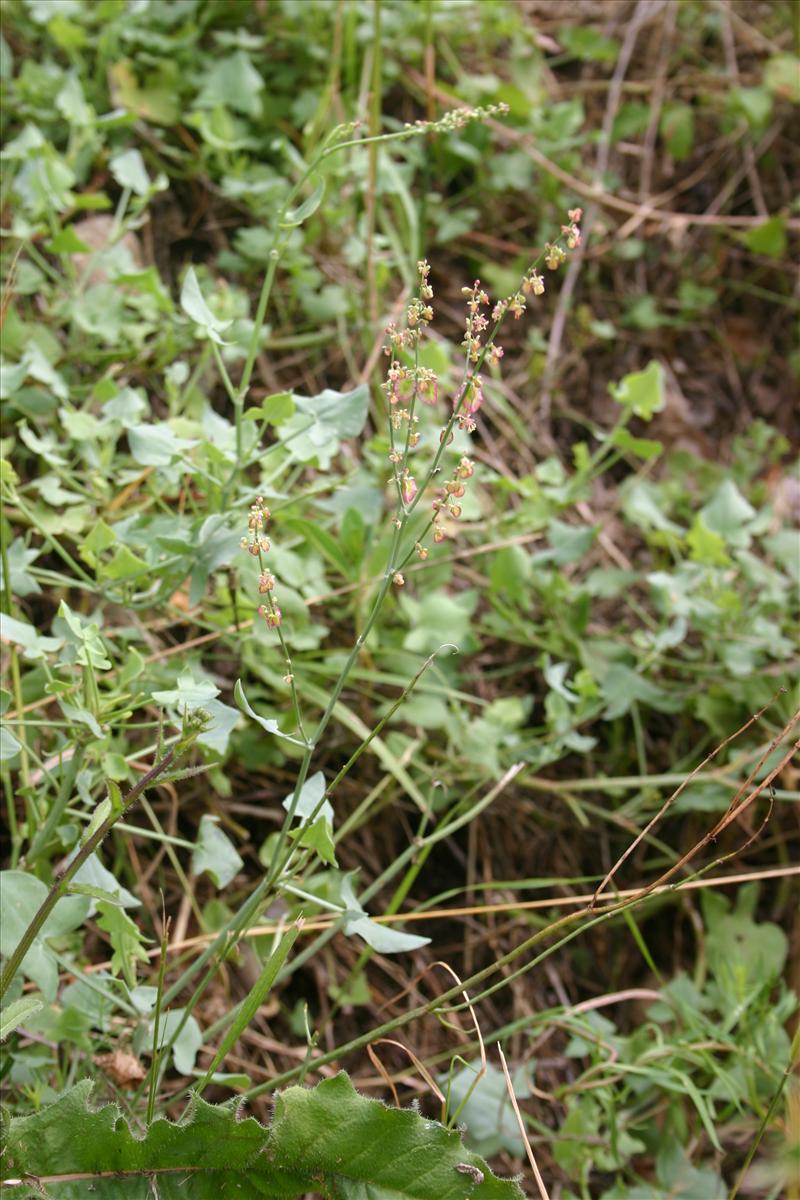 Rumex scutatus (door Niels Jeurink)