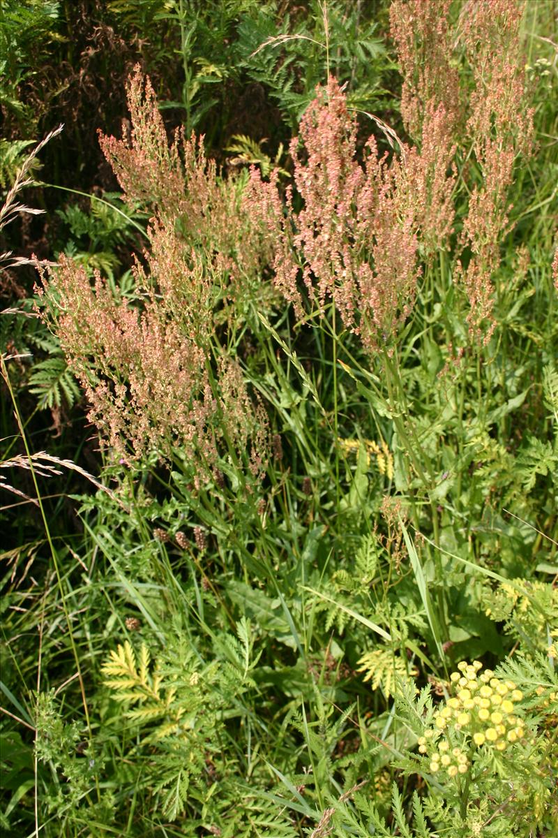 Rumex thyrsiflorus (door Niels Jeurink)