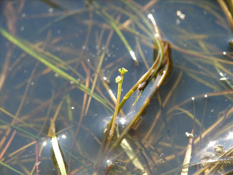 Ruppia maritima (door Adrie van Heerden)