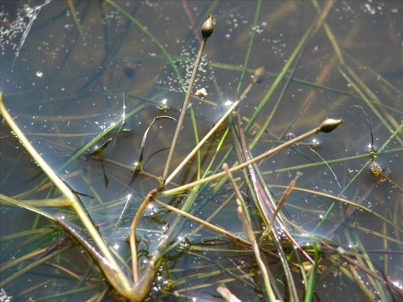 Ruppia maritima (door Adrie van Heerden)