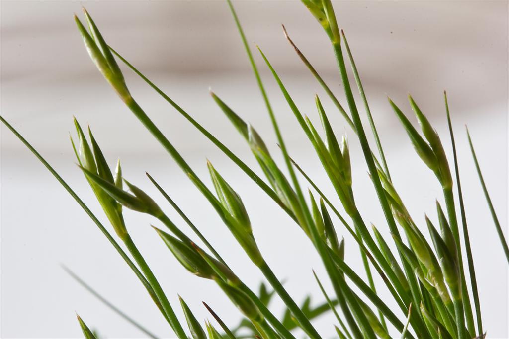 Juncus bufonius (door Valentine Kalwij)