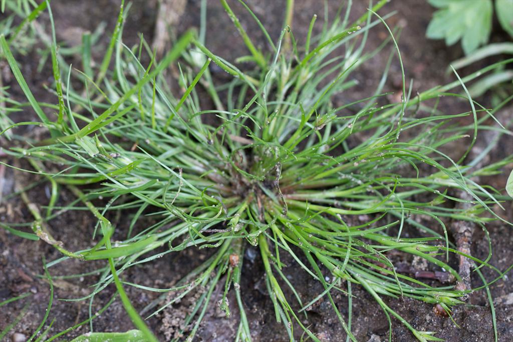 Juncus bufonius (door Valentine Kalwij)