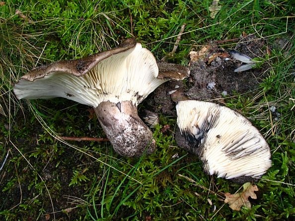 Russula anthracina (door Martijn Oud)