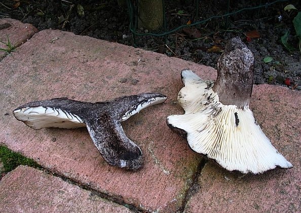 Russula anthracina (door Martijn Oud)