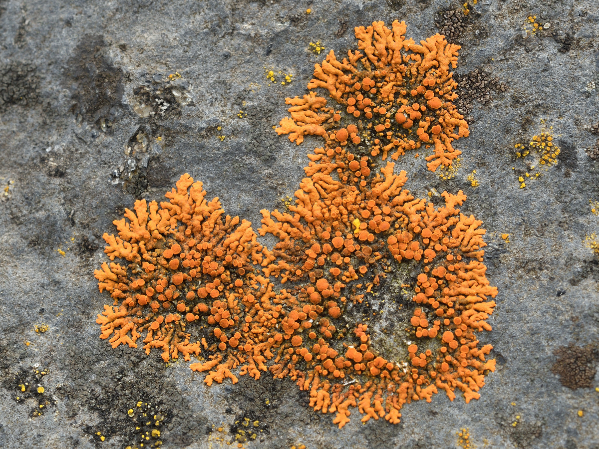 Rusavskia elegans (door Jan Freijer)