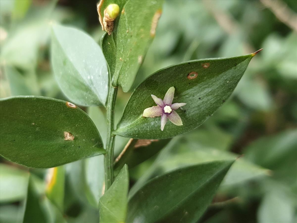 Ruscus aculeatus (door Ben Bruinsma)