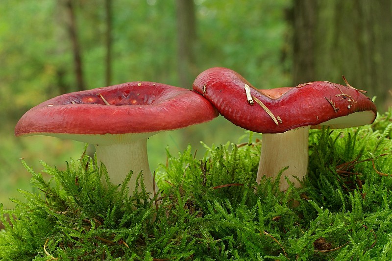 Russula paludosa (door Gio van Bernebeek)