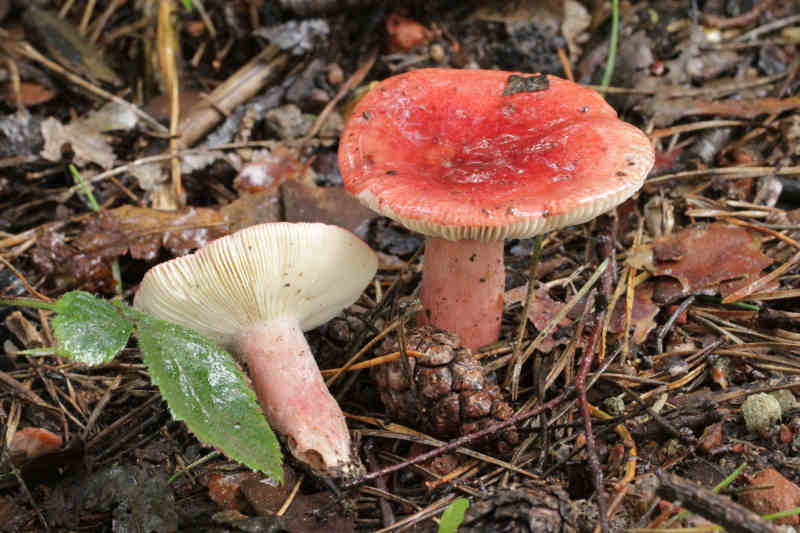 Russula sanguinea (door Henri Jansen )