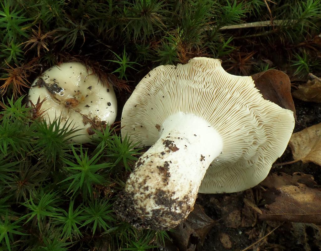 Russula acrifolia (door Anneke van der Putte)